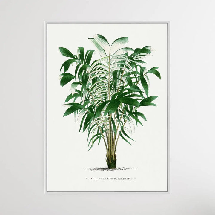 Vintage Palm Tree I by Oswald de Kerchove de Denterghem I Heart Wall Art Australia 