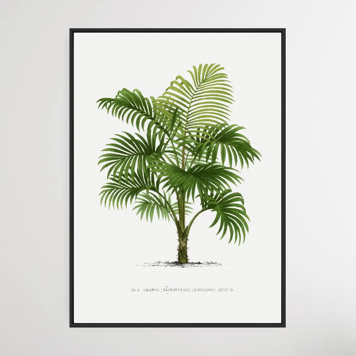 Vintage Palm Tree II by Oswald de Kerchove de Denterghem I Heart Wall Art Australia 