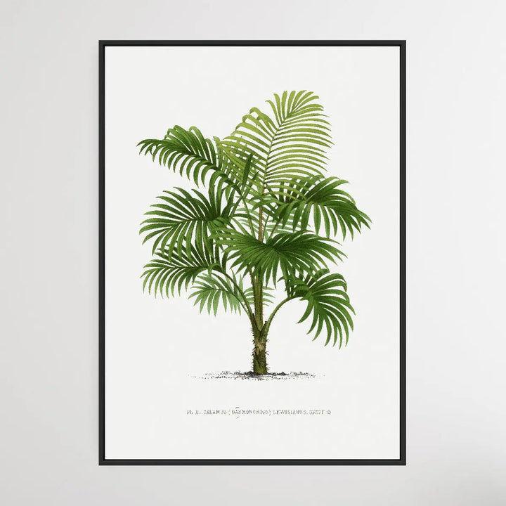 Vintage Palm Tree II by Oswald de Kerchove de Denterghem I Heart Wall Art Australia 