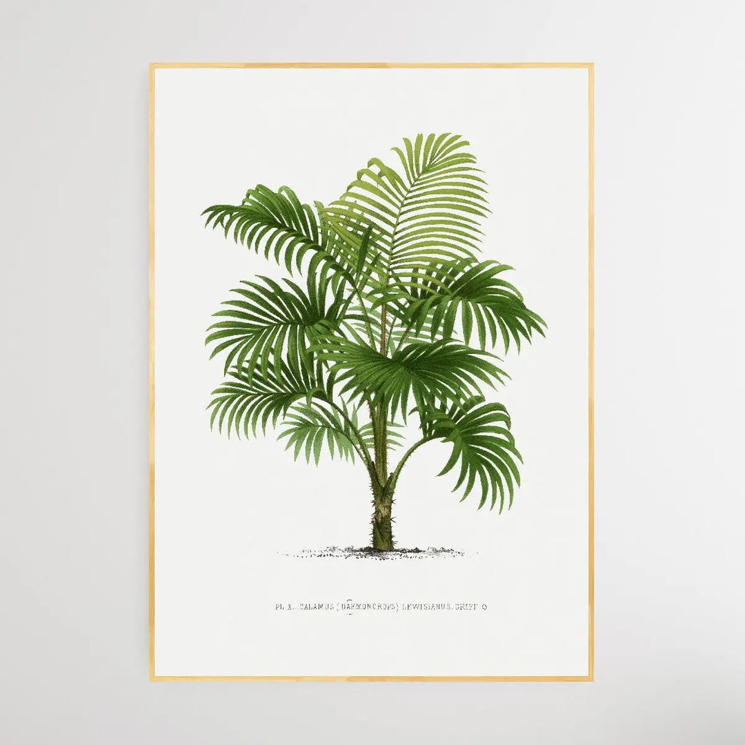 Vintage Palm Tree II by Oswald de Kerchove de Denterghem I Heart Wall Art Australia 