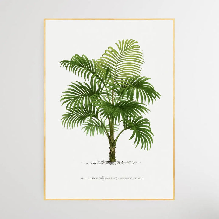 Vintage Palm Tree II by Oswald de Kerchove de Denterghem I Heart Wall Art Australia 