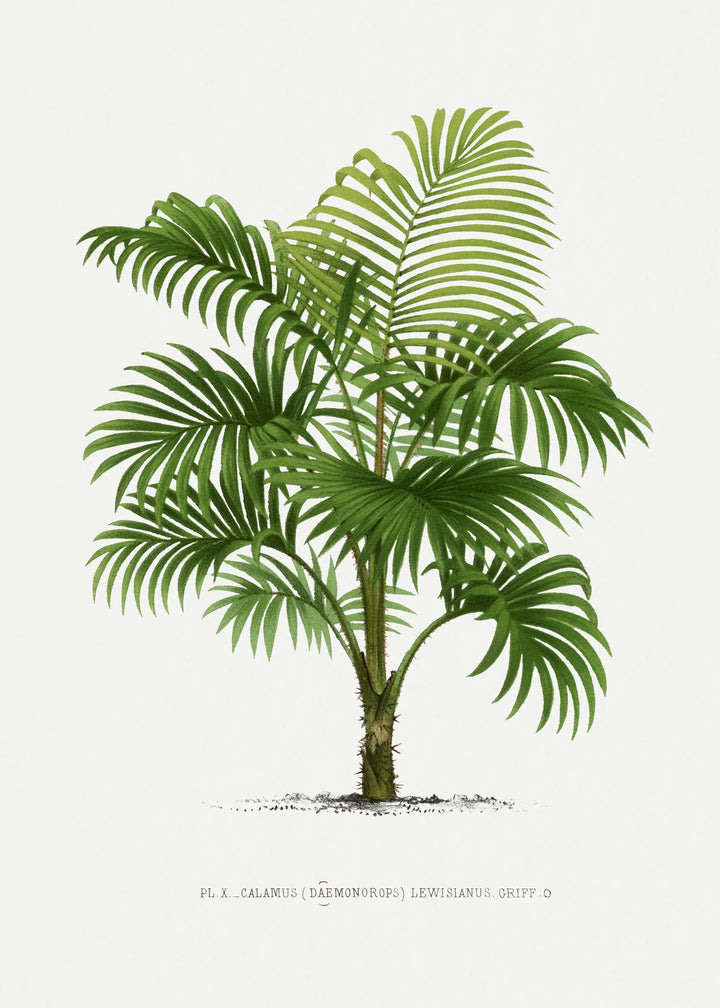 Vintage Palm Tree II by Oswald de Kerchove de Denterghem I Heart Wall Art Australia 