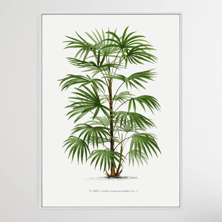Vintage Palm Tree III by Oswald de Kerchove de Denterghem I Heart Wall Art Australia 