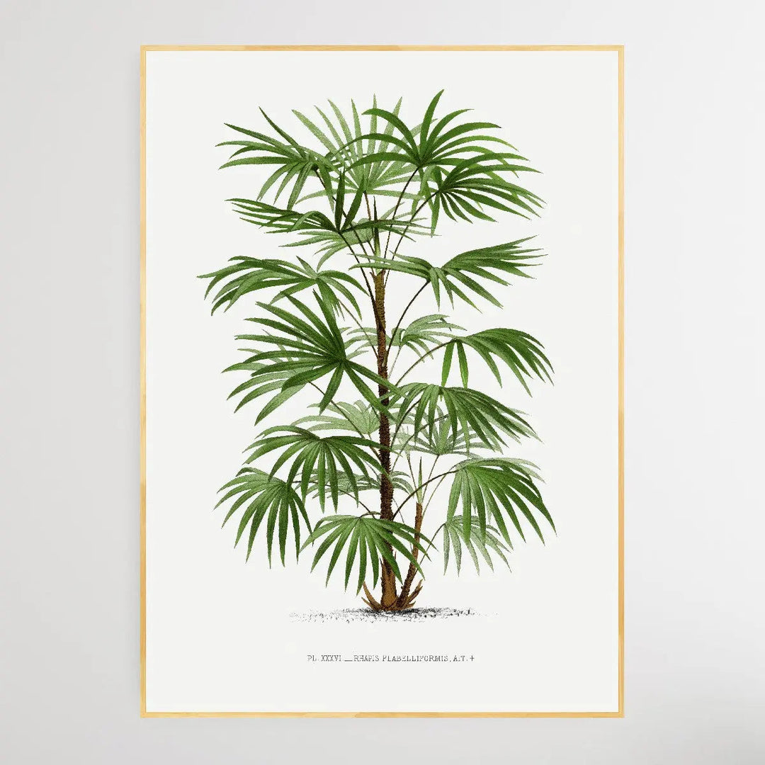 Vintage Palm Tree III by Oswald de Kerchove de Denterghem I Heart Wall Art Australia 