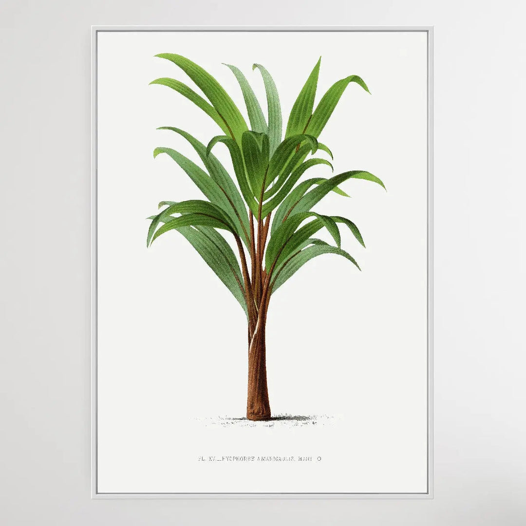 Vintage Palm Tree IV by Oswald de Kerchove de Denterghem I Heart Wall Art Australia 
