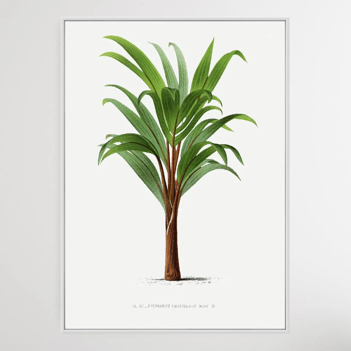 Vintage Palm Tree IV by Oswald de Kerchove de Denterghem I Heart Wall Art Australia 