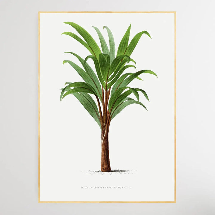Vintage Palm Tree IV by Oswald de Kerchove de Denterghem I Heart Wall Art Australia 