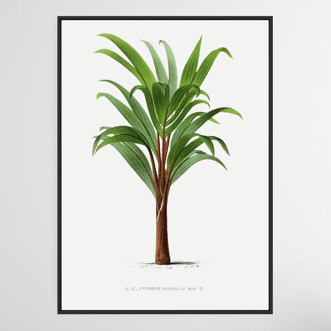 Vintage Palm Tree IV by Oswald de Kerchove de Denterghem I Heart Wall Art Australia 