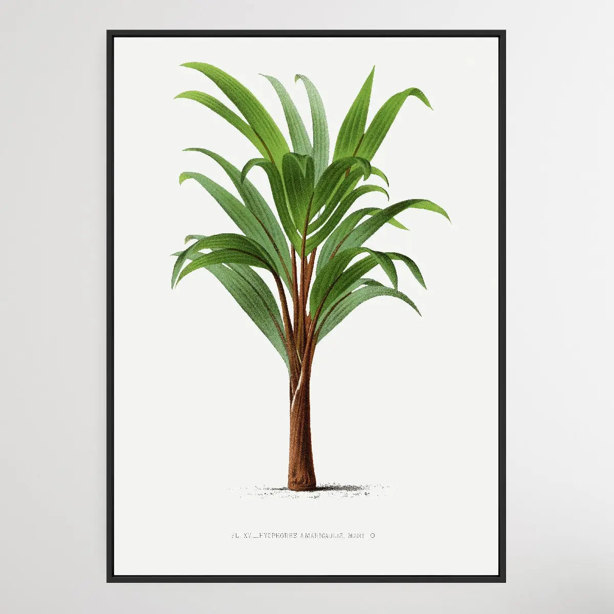 Vintage Palm Tree IV by Oswald de Kerchove de Denterghem I Heart Wall Art Australia 