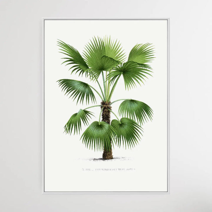 Vintage Palm Tree IX by Oswald de Kerchove de Denterghem I Heart Wall Art Australia 