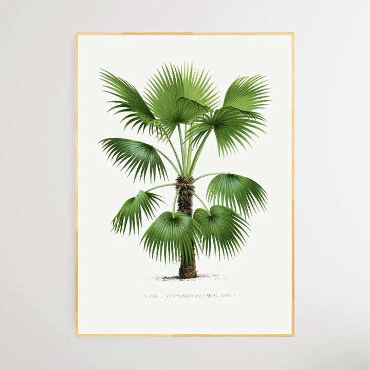 Vintage Palm Tree IX by Oswald de Kerchove de Denterghem I Heart Wall Art Australia 