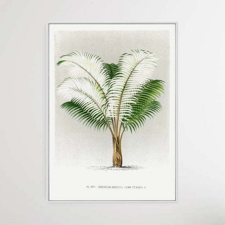 Vintage Palm Tree V by Oswald de Kerchove de Denterghem I Heart Wall Art Australia 