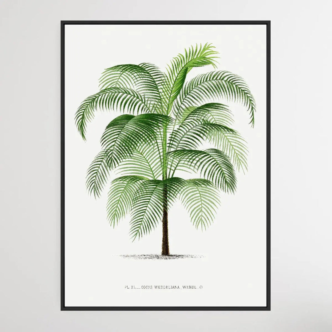 Vintage Palm Tree VI by Oswald de Kerchove de Denterghem I Heart Wall Art Australia 