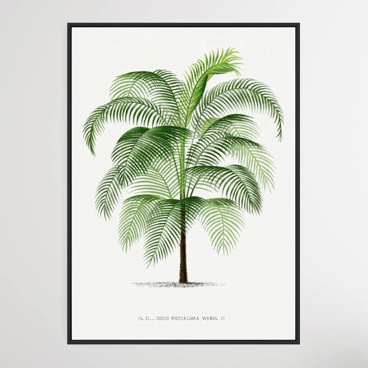 Vintage Palm Tree VI by Oswald de Kerchove de Denterghem I Heart Wall Art Australia 