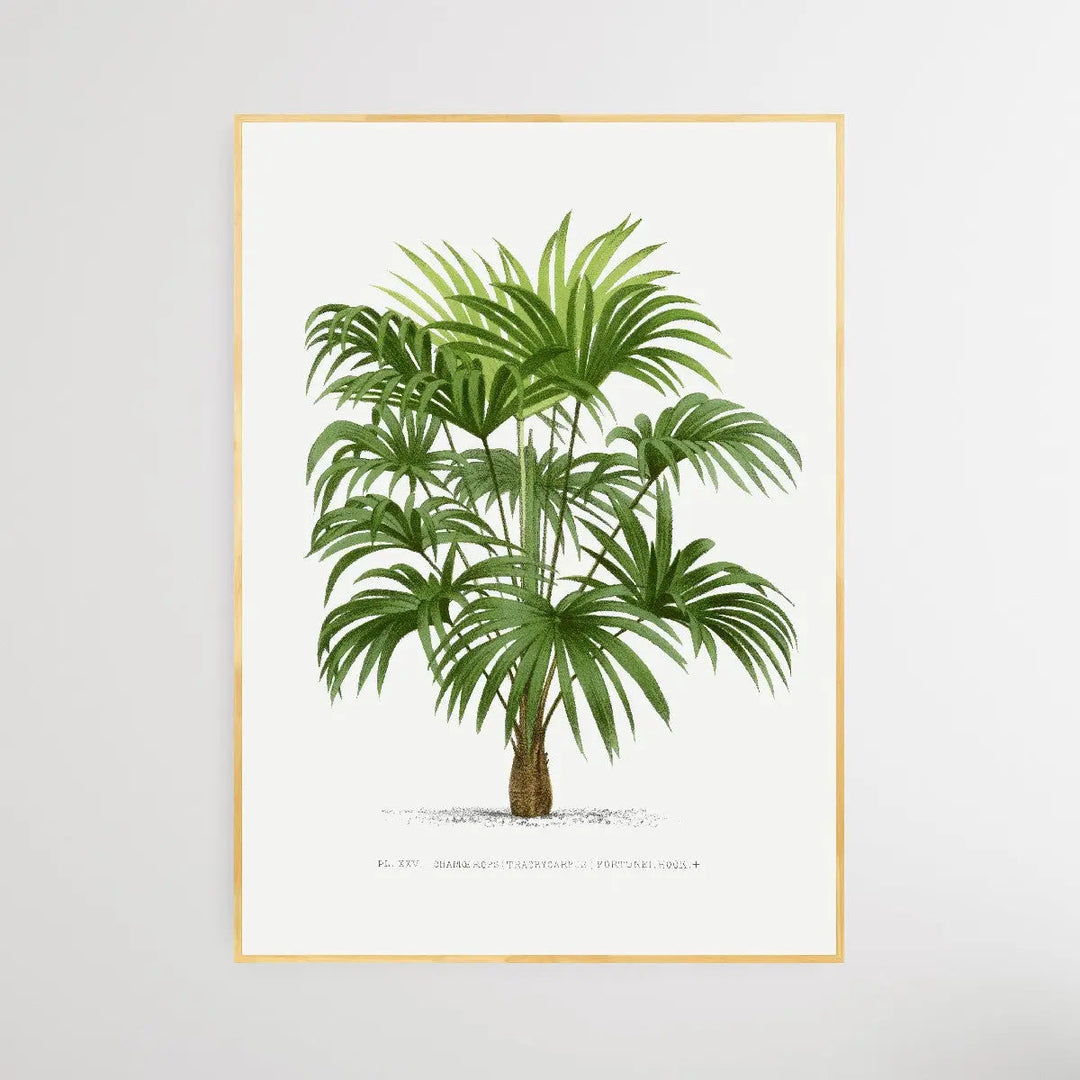Vintage Palm Tree VII by Oswald de Kerchove de Denterghem I Heart Wall Art Australia 