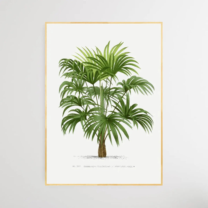 Vintage Palm Tree VII by Oswald de Kerchove de Denterghem I Heart Wall Art Australia 