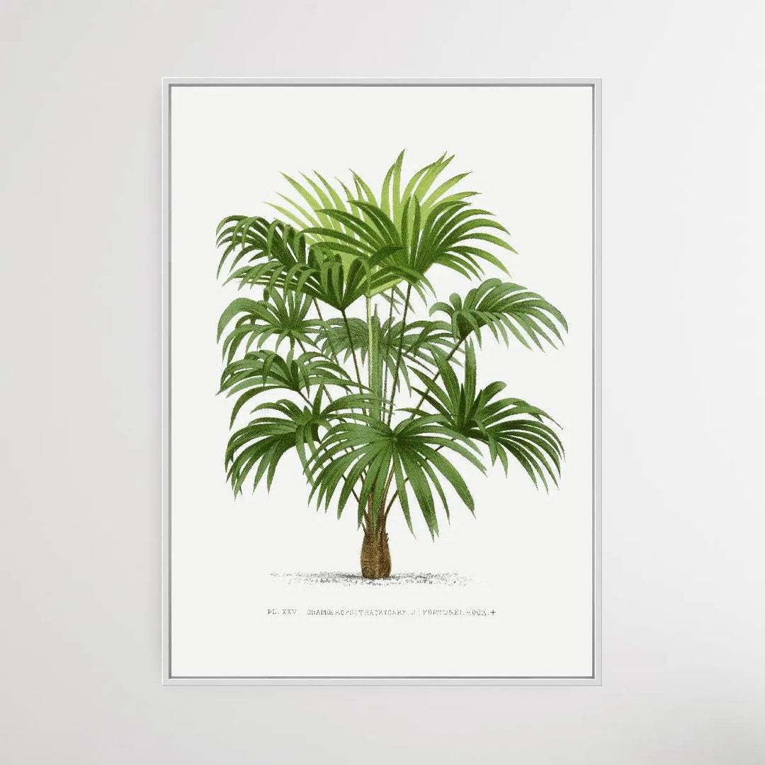 Vintage Palm Tree VII by Oswald de Kerchove de Denterghem I Heart Wall Art Australia 