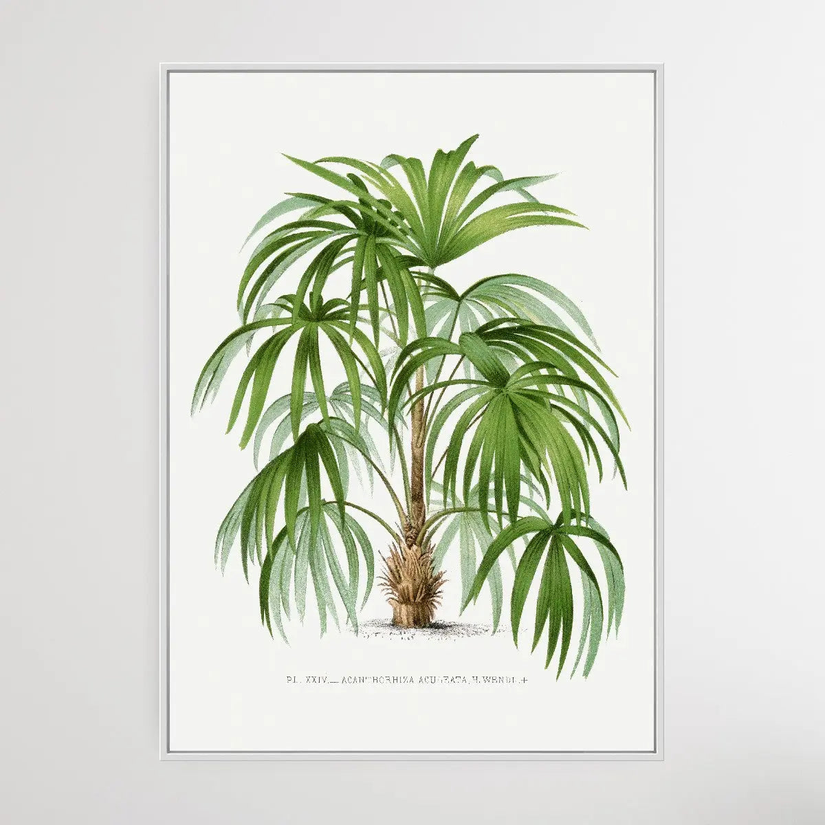 Vintage Palm Tree VIII by Oswald de Kerchove de Denterghem I Heart Wall Art Australia 