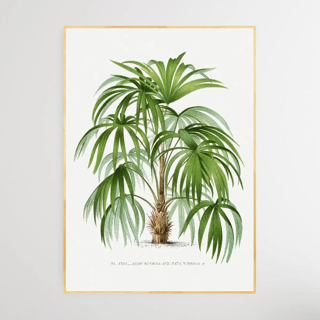 Vintage Palm Tree VIII by Oswald de Kerchove de Denterghem I Heart Wall Art Australia 