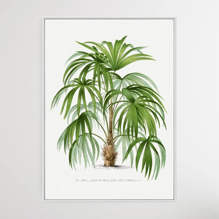 Vintage Palm Tree VIII by Oswald de Kerchove de Denterghem I Heart Wall Art Australia 