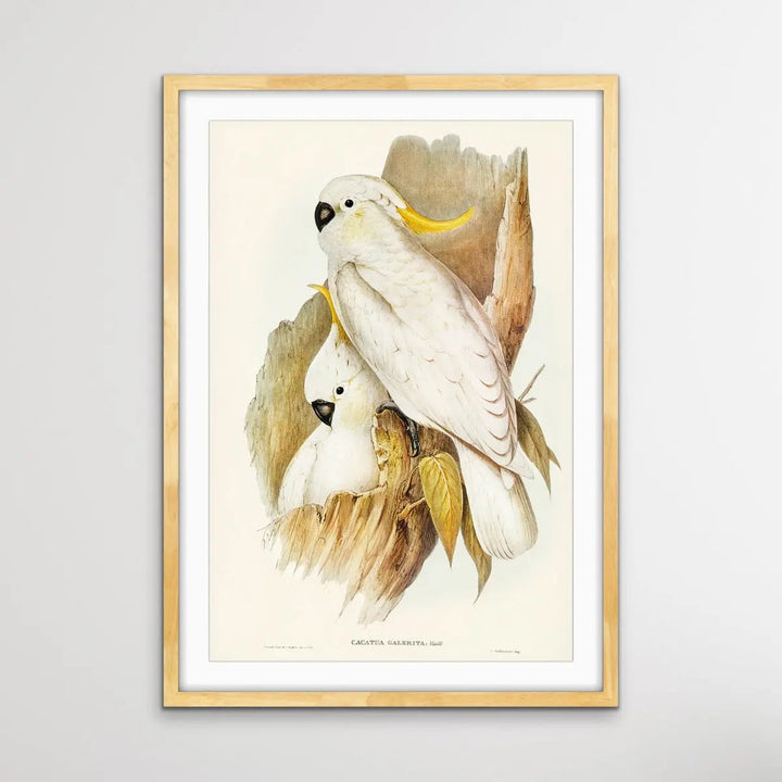 Vintage Sulphur Crested Cockatoo Illustration Print I Heart Wall Art Australia 