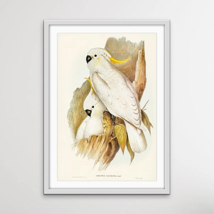 Vintage Sulphur Crested Cockatoo Illustration Print I Heart Wall Art Australia 