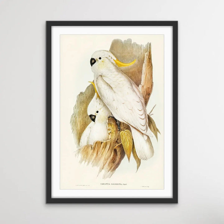 Vintage Sulphur Crested Cockatoo Illustration Print I Heart Wall Art Australia 