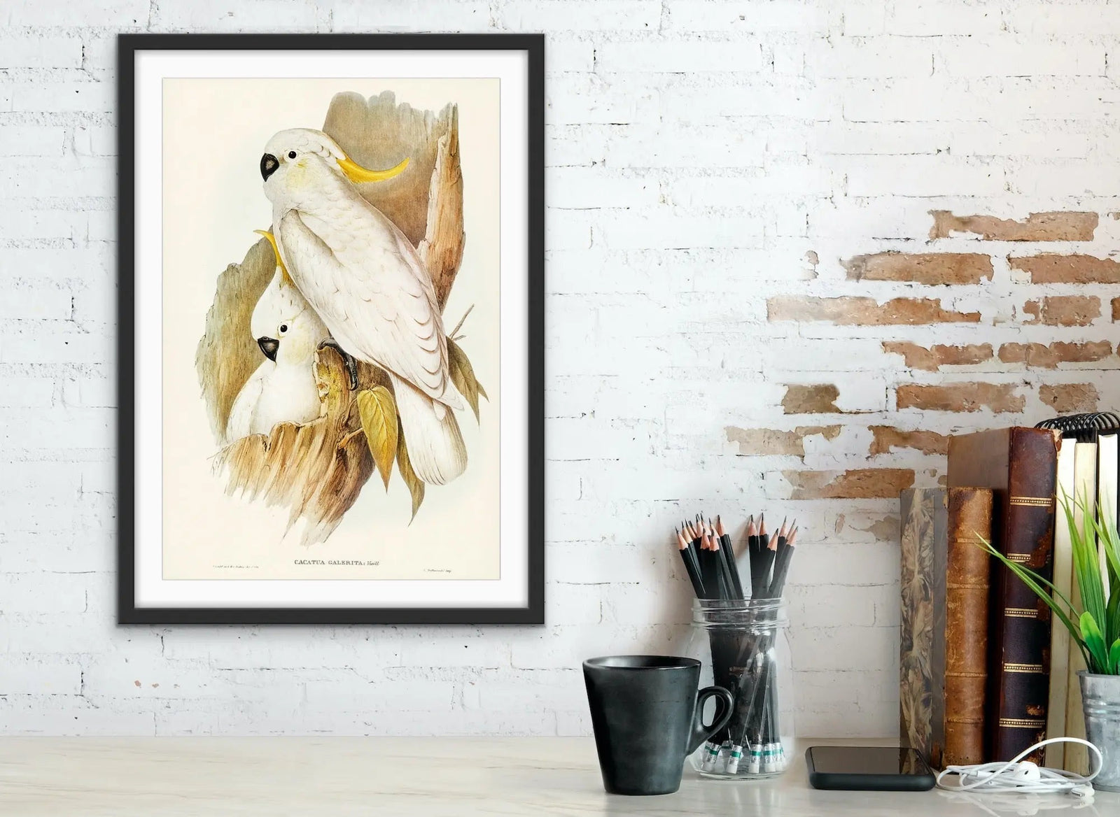 Vintage Sulphur Crested Cockatoo Illustration Print I Heart Wall Art Australia 