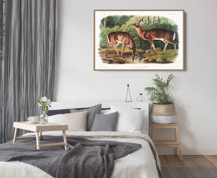 Virginian Deer by John Woodhouse Audubon - American Natural History Stretched Canvas or Art Print