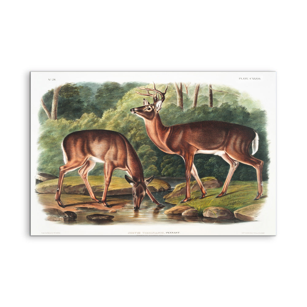 Virginian Deer by John Woodhouse Audubon - American Natural History Stretched Canvas or Art Print