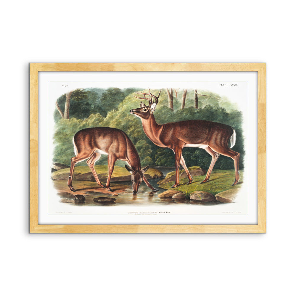 Virginian Deer by John Woodhouse Audubon - American Natural History Stretched Canvas or Art Print