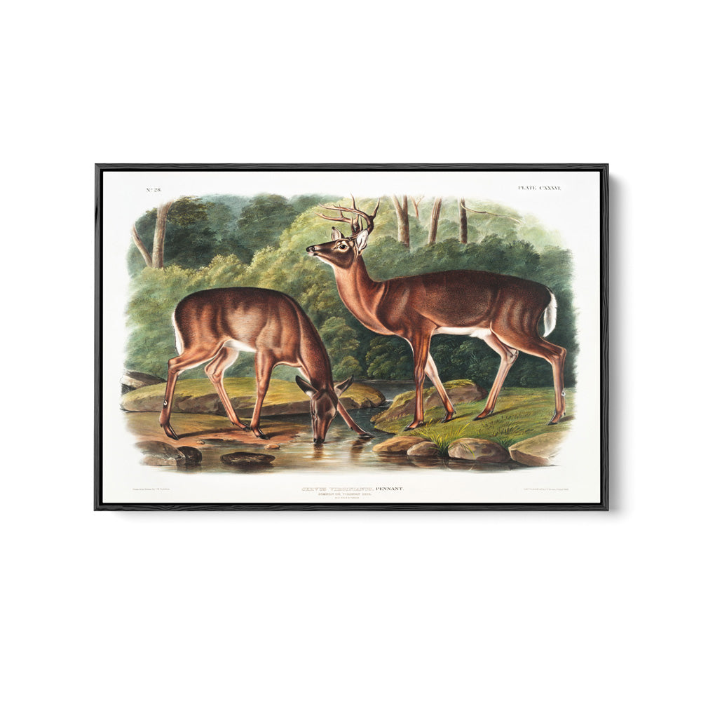 Virginian Deer by John Woodhouse Audubon - American Natural History Stretched Canvas or Art Print