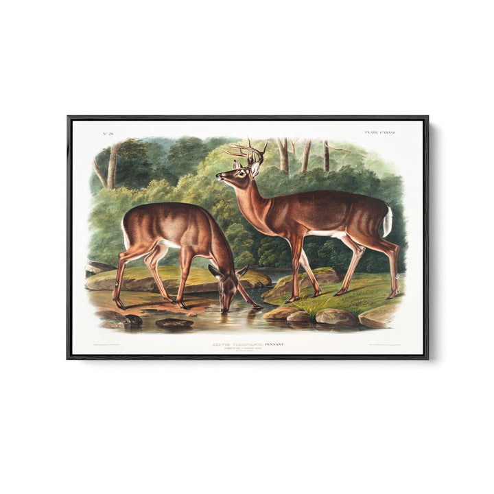 Virginian Deer by John Woodhouse Audubon - American Natural History Stretched Canvas or Art Print