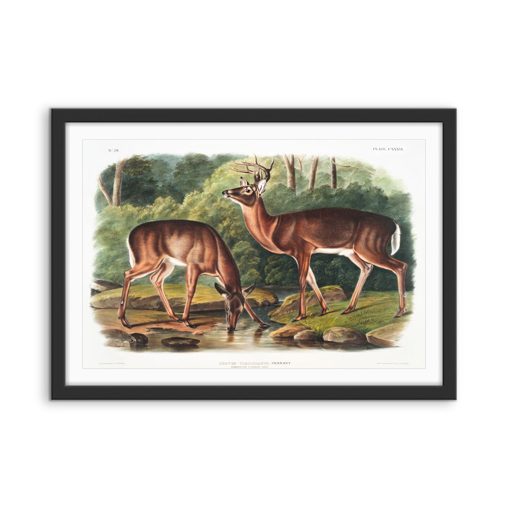 Virginian Deer by John Woodhouse Audubon - American Natural History Stretched Canvas or Art Print
