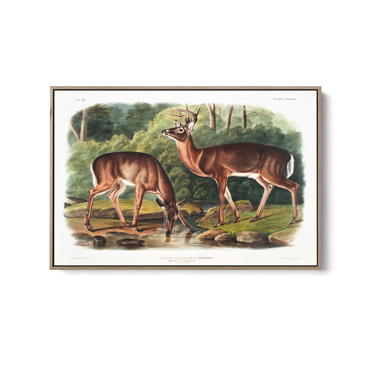 Virginian Deer by John Woodhouse Audubon - American Natural History Stretched Canvas or Art Print