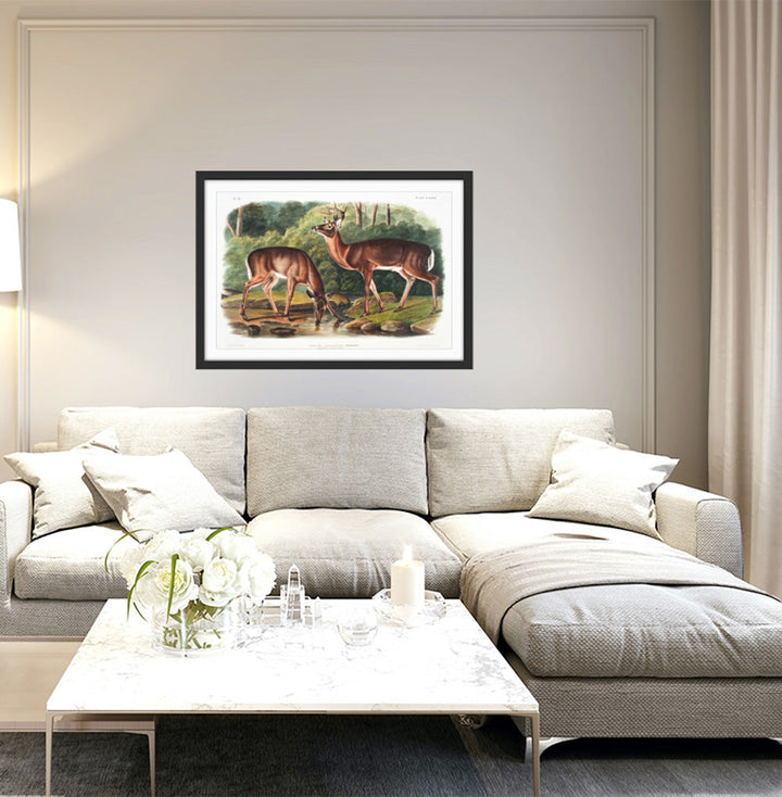 Virginian Deer by John Woodhouse Audubon - American Natural History Stretched Canvas or Art Print