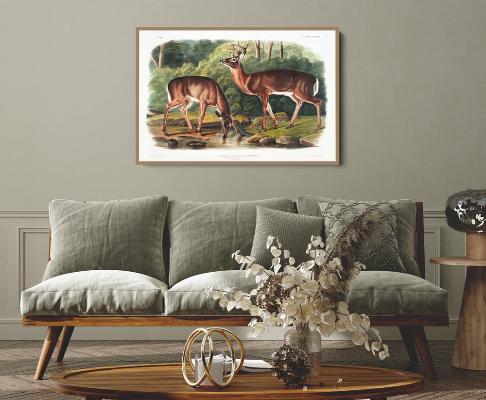 Virginian Deer by John Woodhouse Audubon - American Natural History Stretched Canvas or Art Print