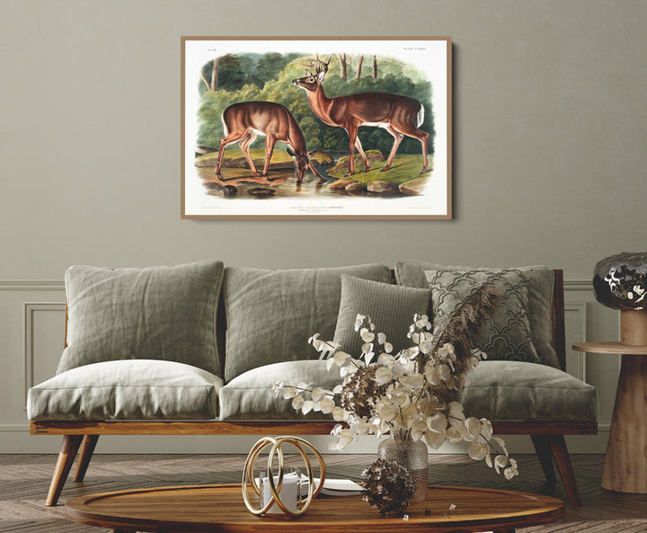 Virginian Deer by John Woodhouse Audubon - American Natural History Stretched Canvas or Art Print