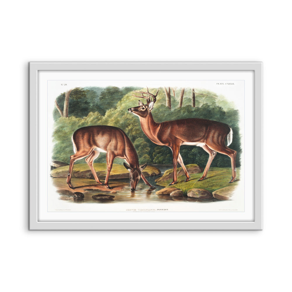 Virginian Deer by John Woodhouse Audubon - American Natural History Stretched Canvas or Art Print