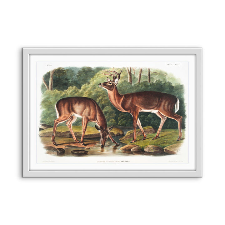 Virginian Deer by John Woodhouse Audubon - American Natural History Stretched Canvas or Art Print