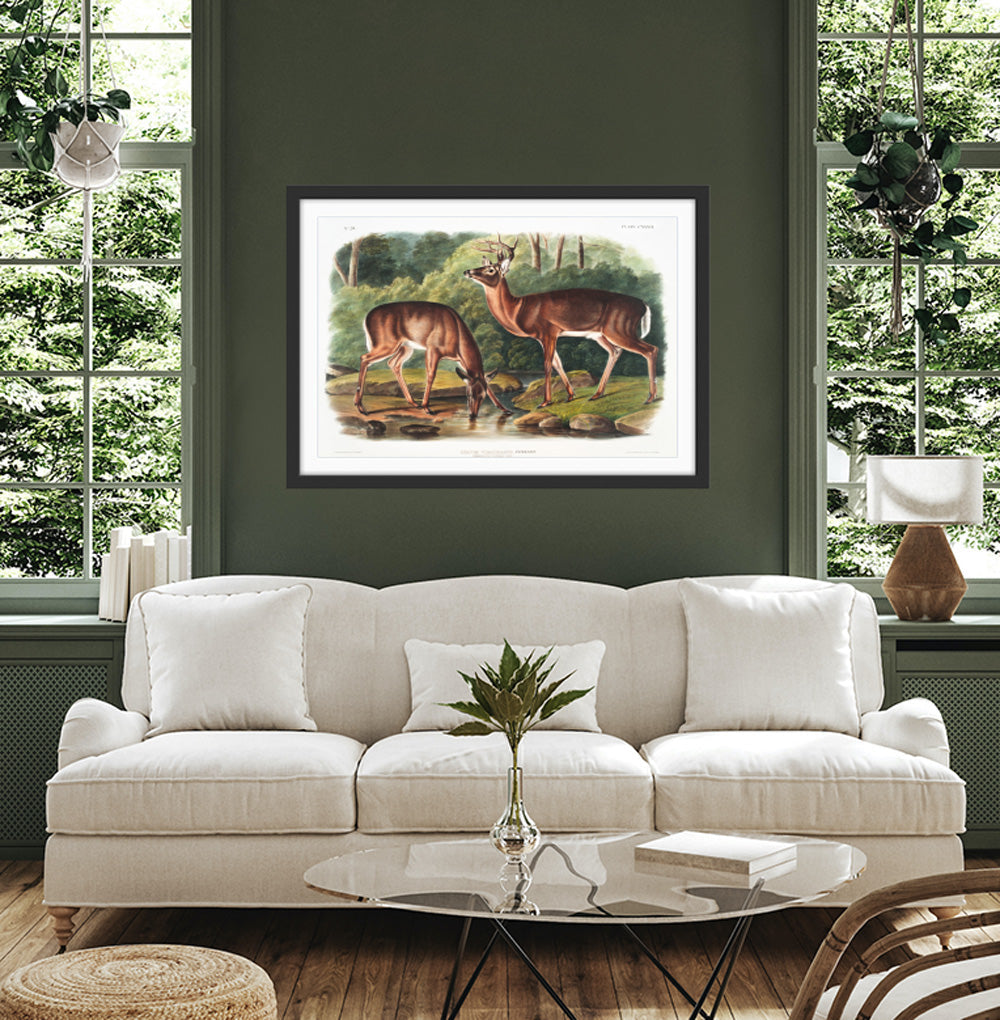 Virginian Deer by John Woodhouse Audubon - American Natural History Stretched Canvas or Art Print