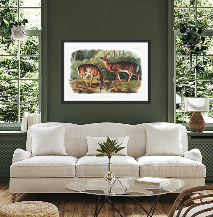 Virginian Deer by John Woodhouse Audubon - American Natural History Stretched Canvas or Art Print