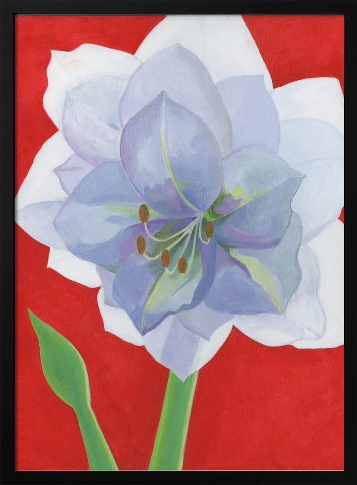 Vit Amaryllis - Stretched Canvas, Poster or Fine Art Print - I Heart Wall Art - Poster Print, Canvas Print or Framed Art Print