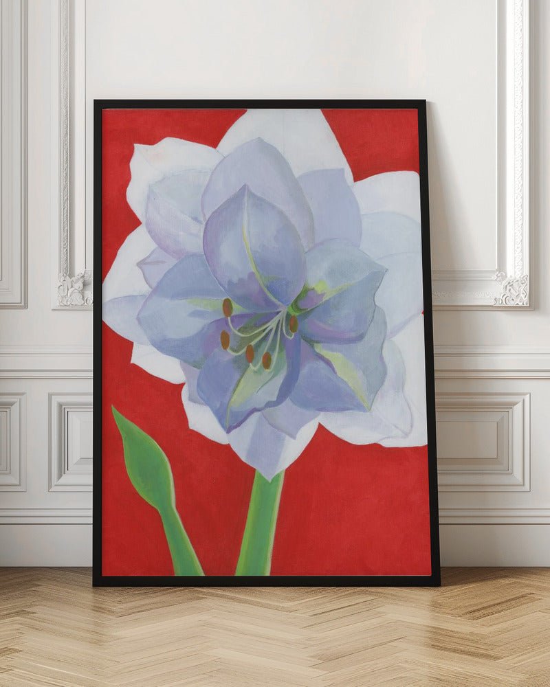 Vit Amaryllis - Stretched Canvas, Poster or Fine Art Print - I Heart Wall Art - Poster Print, Canvas Print or Framed Art Print