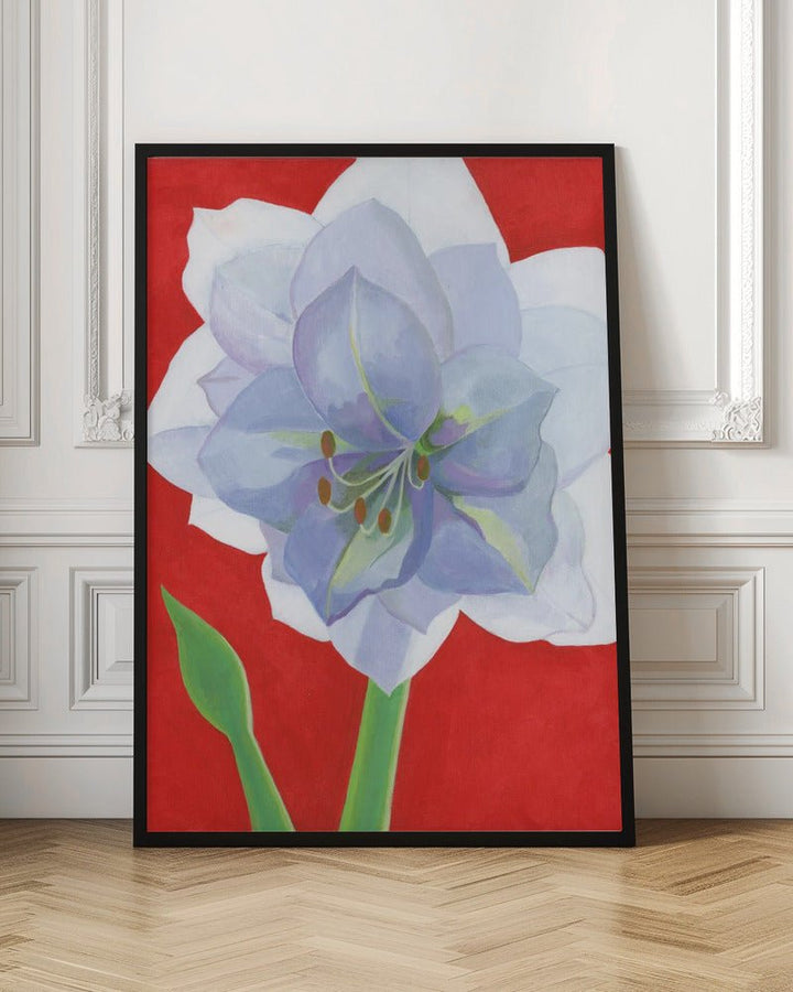 Vit Amaryllis - Stretched Canvas, Poster or Fine Art Print - I Heart Wall Art - Poster Print, Canvas Print or Framed Art Print