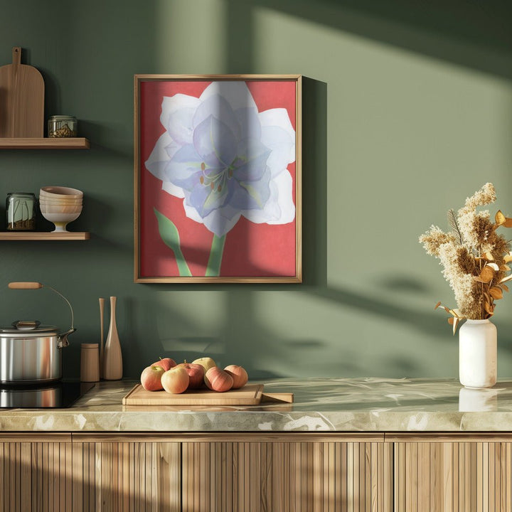 Vit Amaryllis - Stretched Canvas, Poster or Fine Art Print - I Heart Wall Art - Poster Print, Canvas Print or Framed Art Print