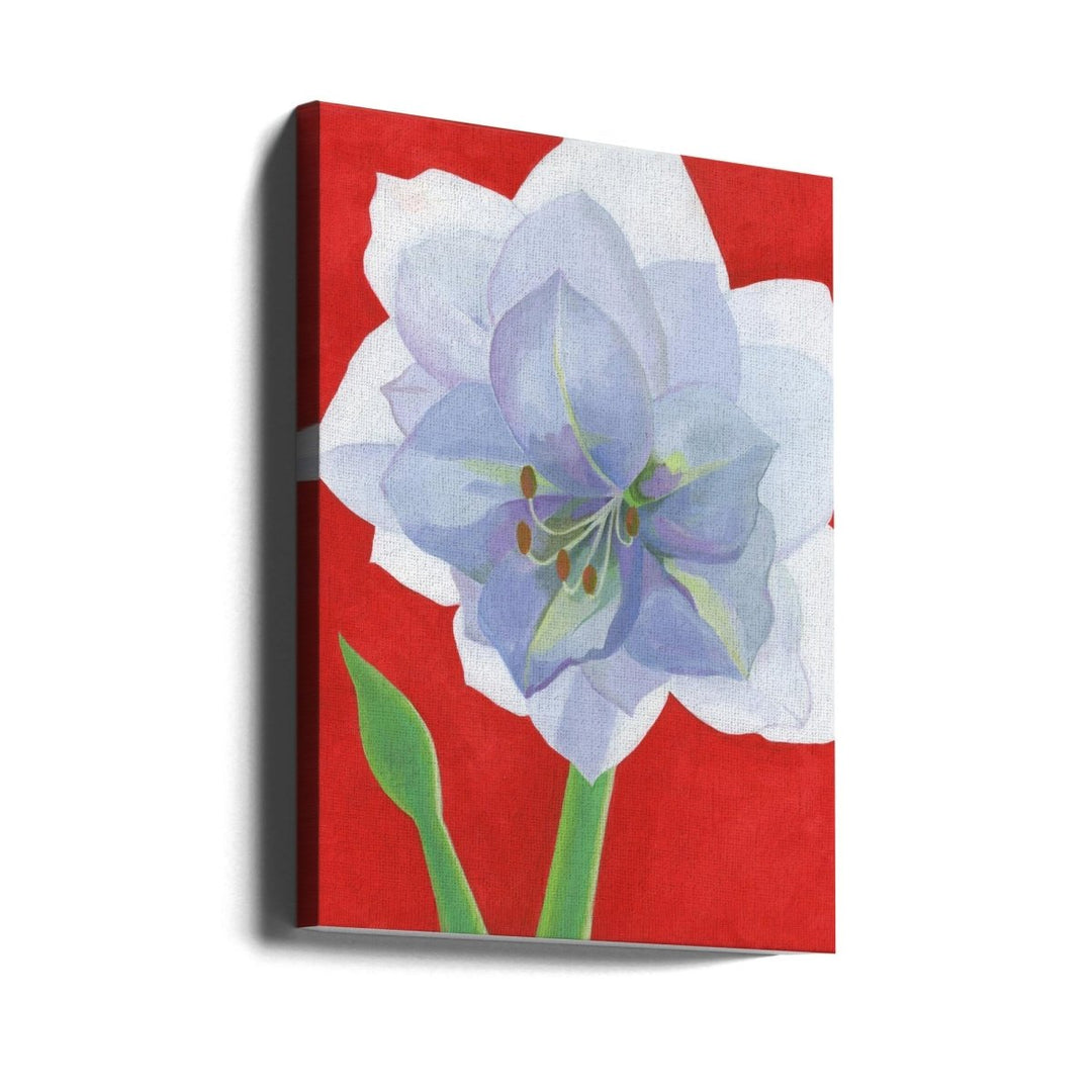 Vit Amaryllis - Stretched Canvas, Poster or Fine Art Print - I Heart Wall Art - Poster Print, Canvas Print or Framed Art Print