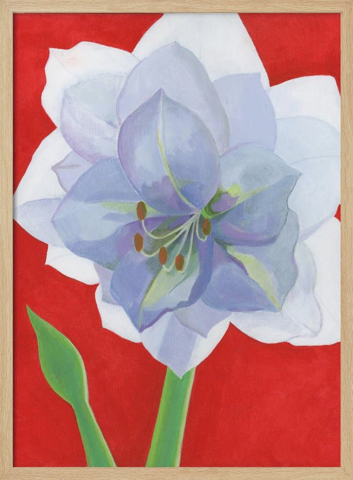Vit Amaryllis - Stretched Canvas, Poster or Fine Art Print - I Heart Wall Art - Poster Print, Canvas Print or Framed Art Print