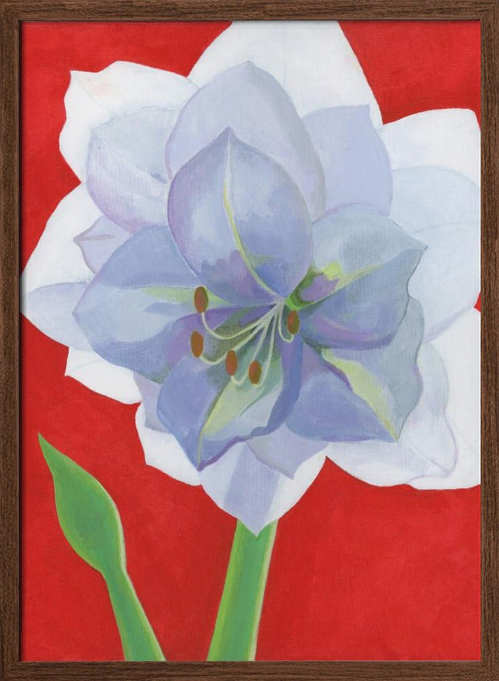 Vit Amaryllis - Stretched Canvas, Poster or Fine Art Print - I Heart Wall Art - Poster Print, Canvas Print or Framed Art Print