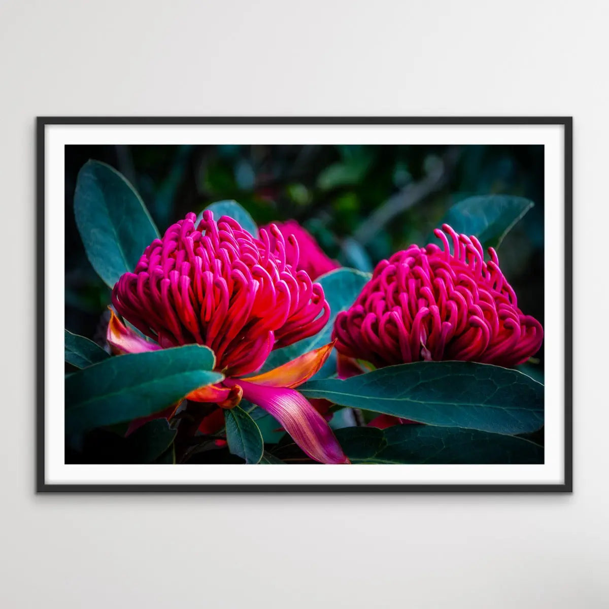 Waratah - Pink Native Australian Flower Print - I Heart Wall Art